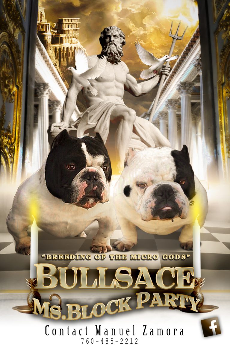 Bullsace 1 768x1166